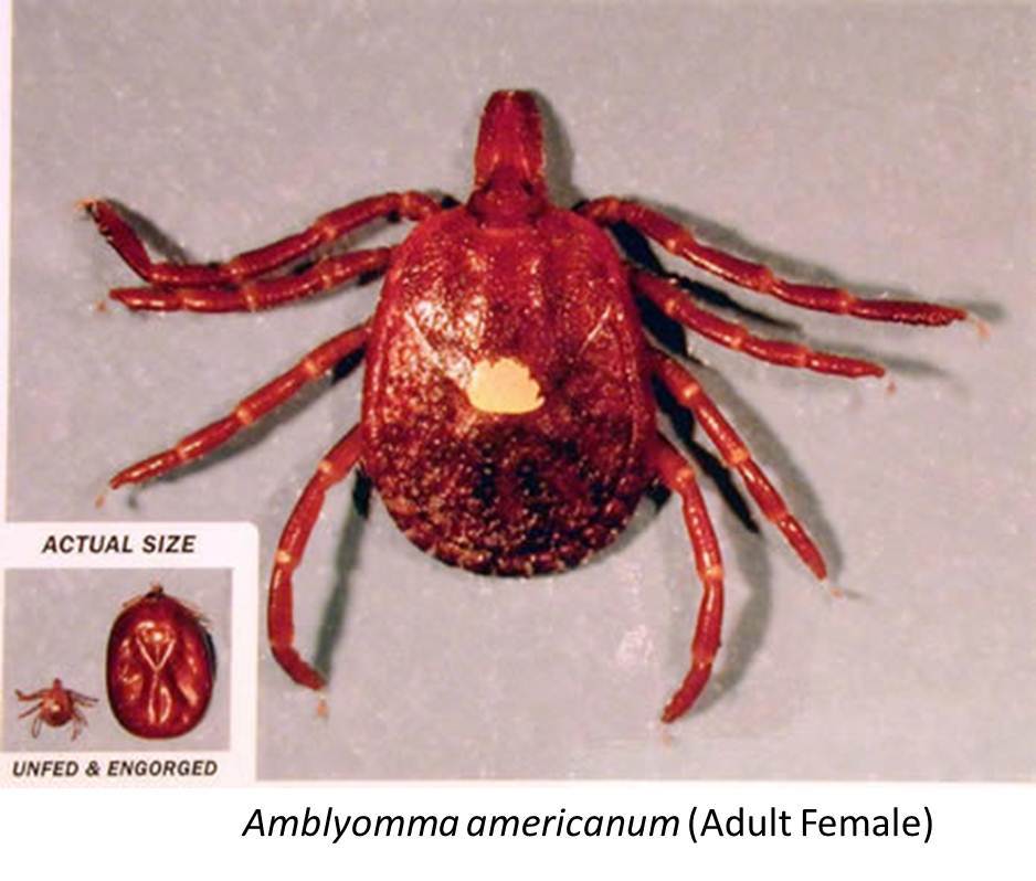 Lone star tick “Ticks.” CAPC Vet , 4 Dec. 2017, www.capcvet.org/guidelines/ticks/.