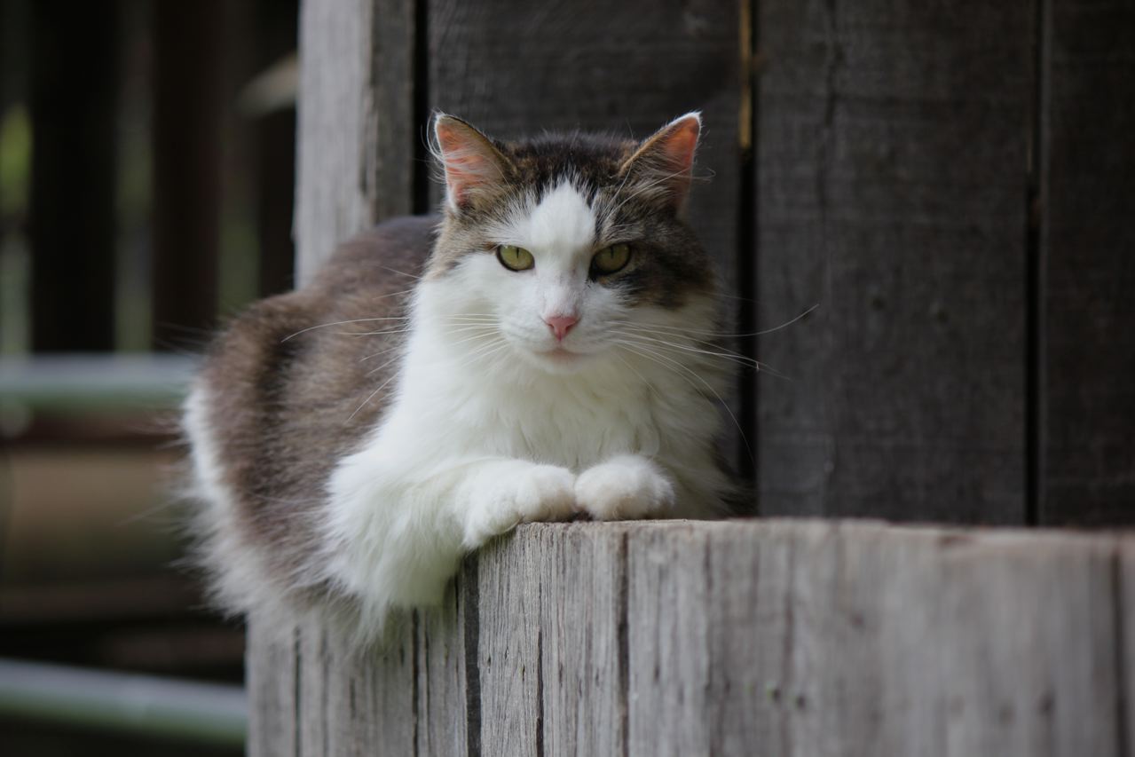 Bobcat Fever in Cats Cytauxzoonosis Rock N Country Rock n Country Veterinary Services