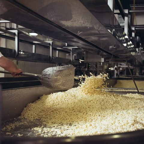 AMP_MapleDaleCheese_Production-AMP-MDC-7770-480x480.jpg