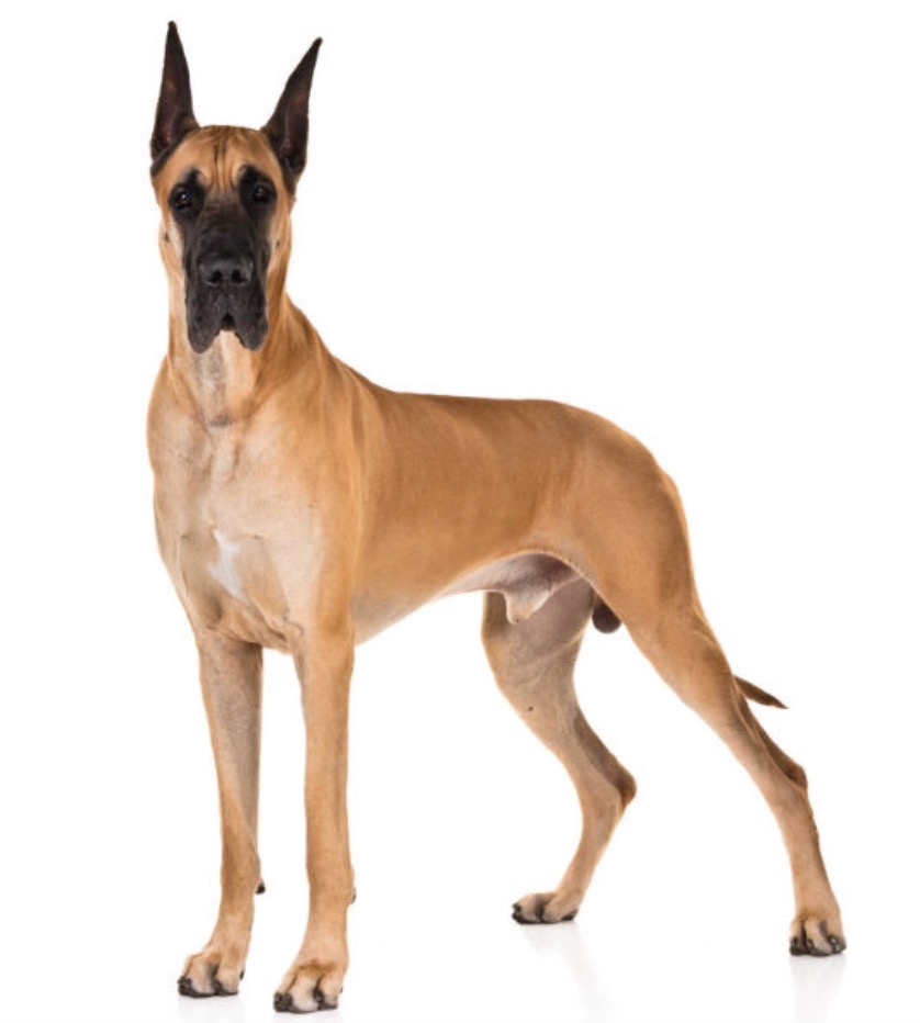 LabradorRetrieverDogDozer3YearsOldDocDogsSpeedRetrieve1.jpg