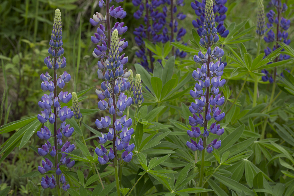 UpClose_Lupine_01