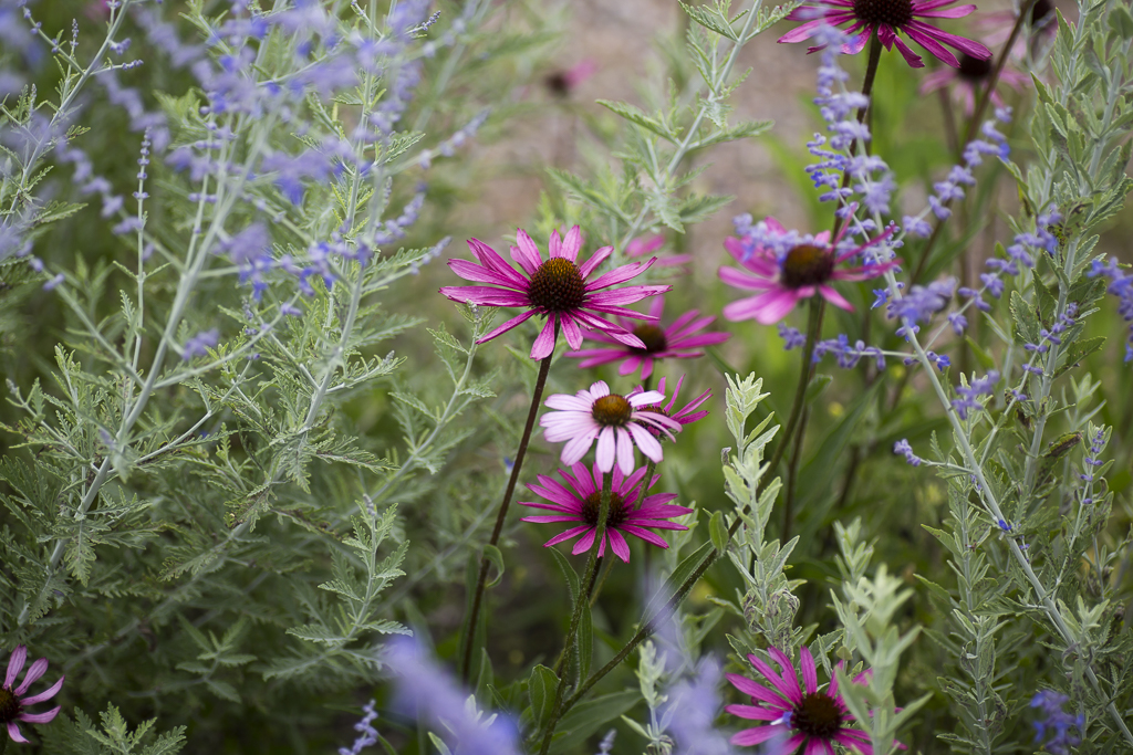 UpClose_Coneflower_03