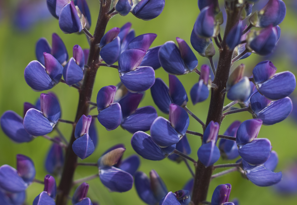 UpClose_Lupine_02