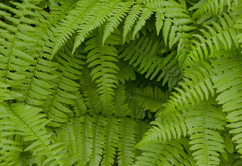 UpClose_Ferns_01