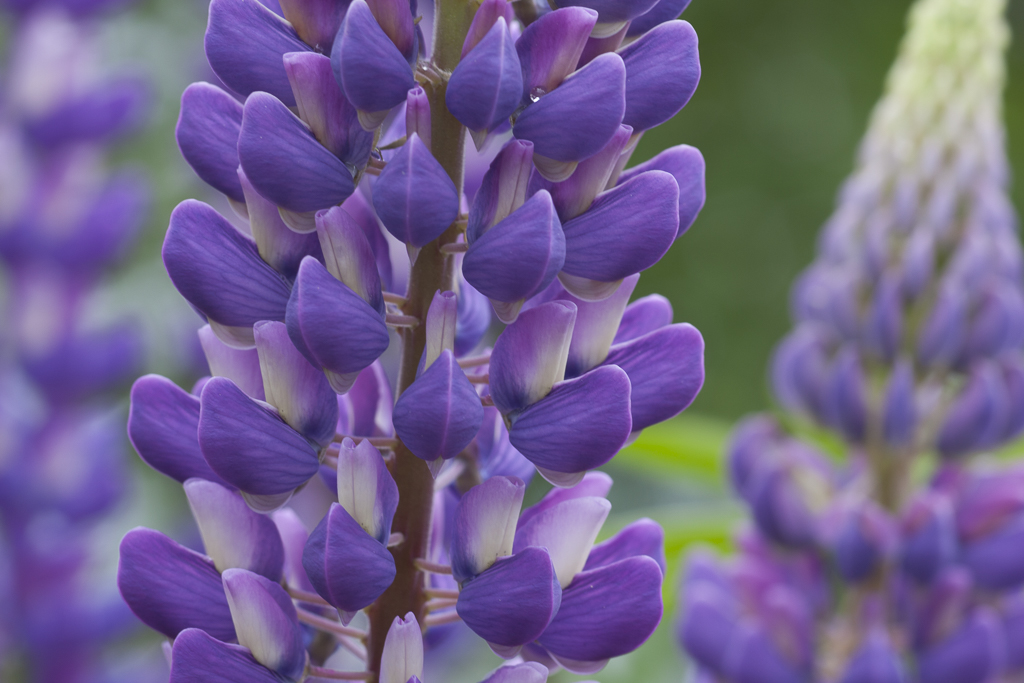 UpClose_Lupine_03