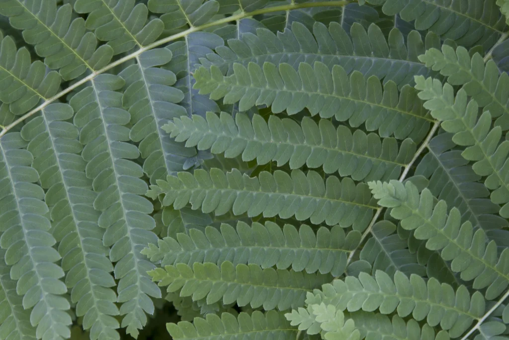 UpClose_Ferns_02