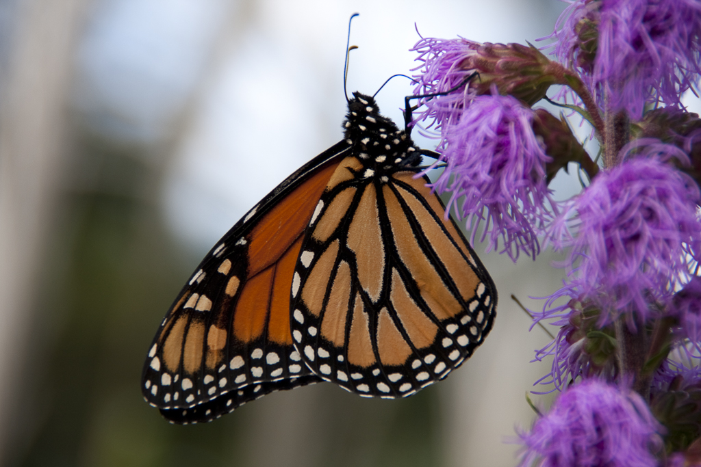 UpClose_Monarch