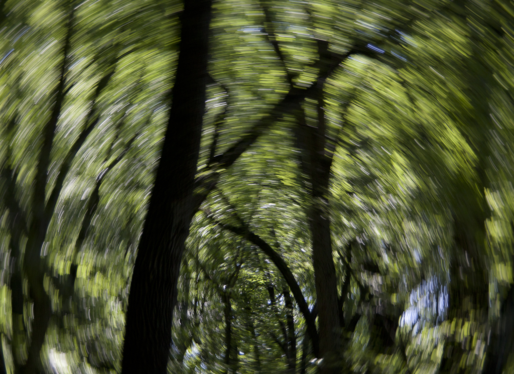 Treescapes_10_ForestTunnel