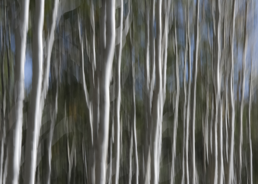 Treescapes_15_AspenAbstract