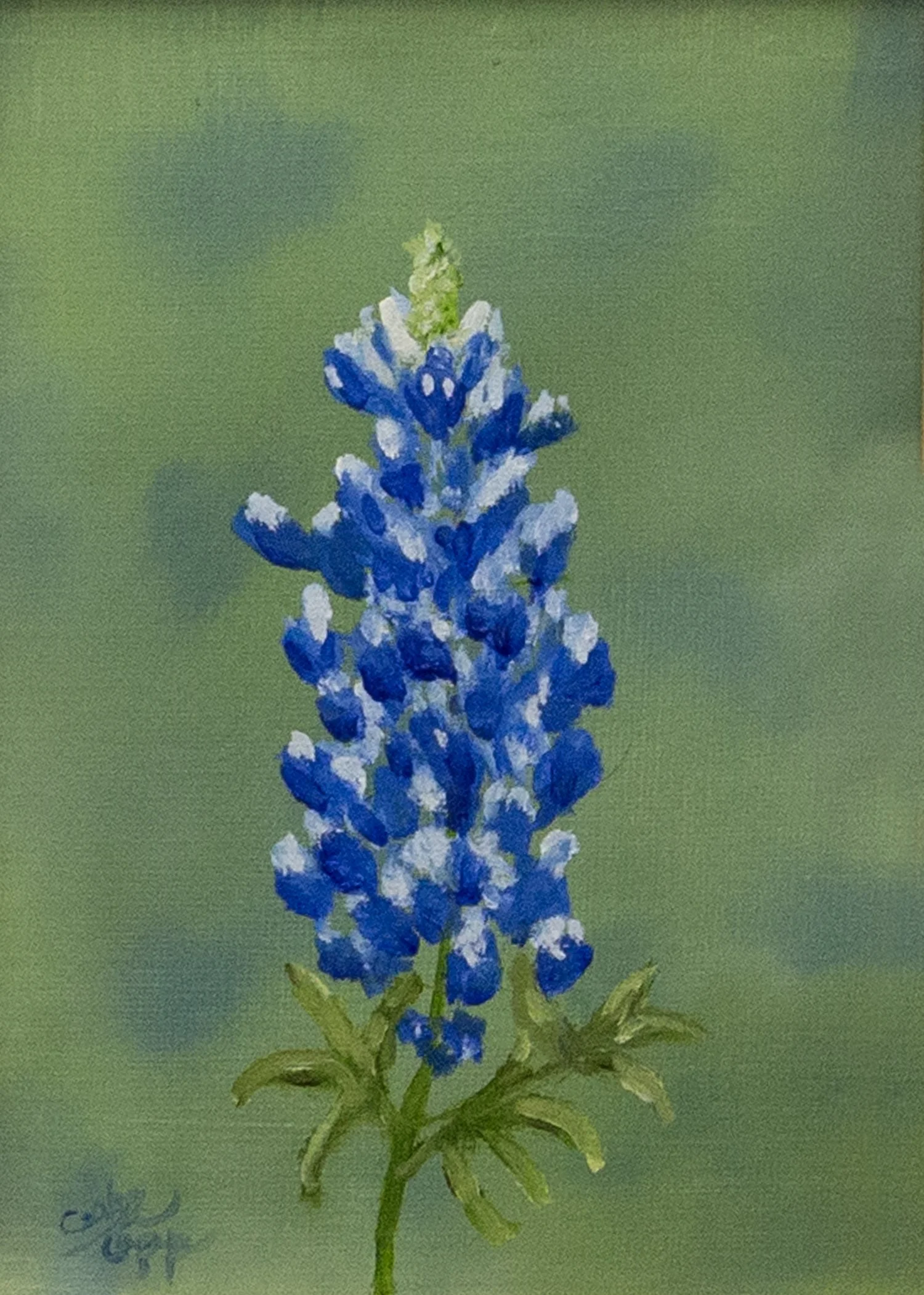 bluebonnet 5x7.jpg