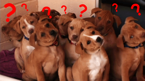 doggos.gif