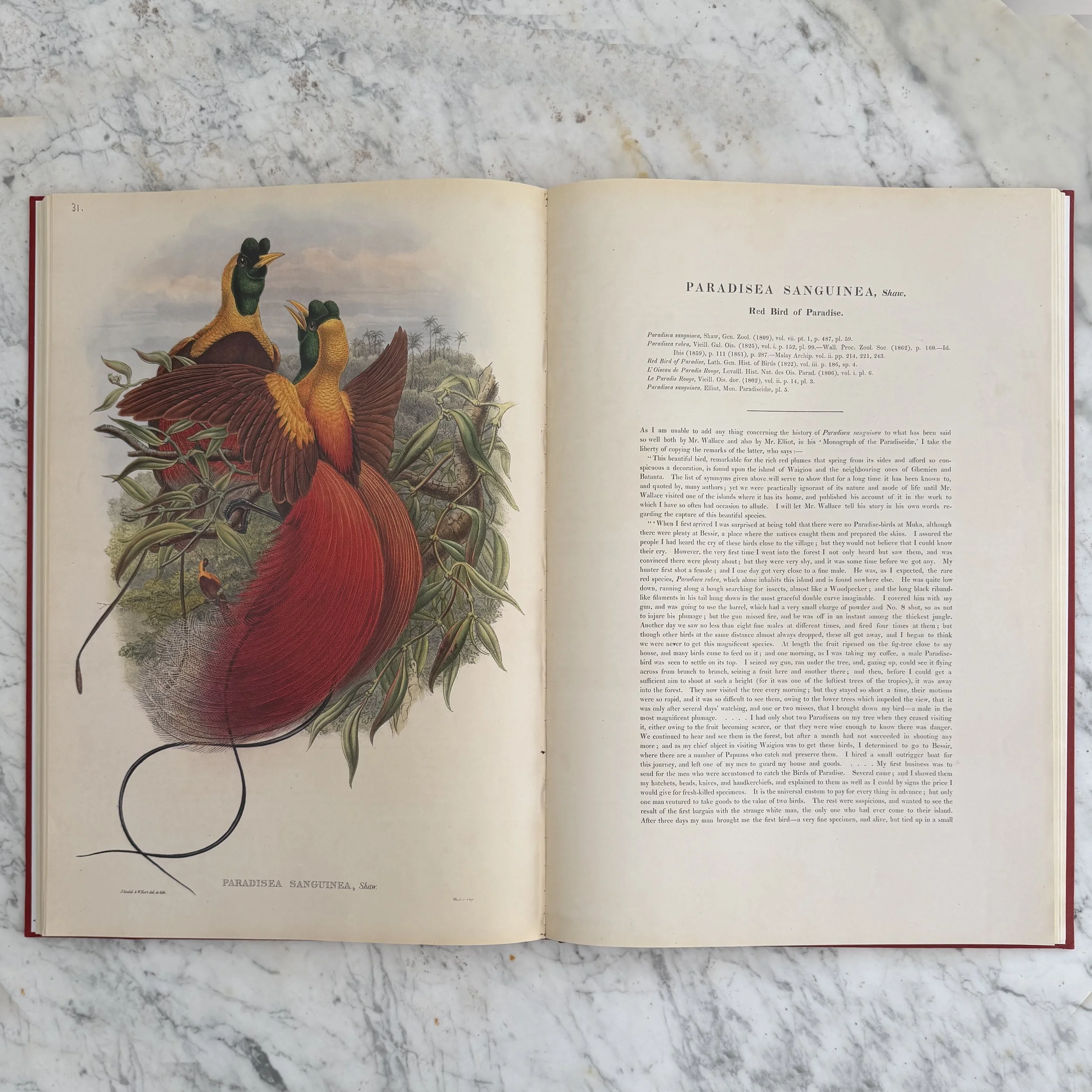 MATERI(A)NTIQUES LARGE FORMAT BOOK FROM BRITISH MUSEUM OF NATURAL HISTORY "BIRDS OF NEW GUINEA".11.jpg