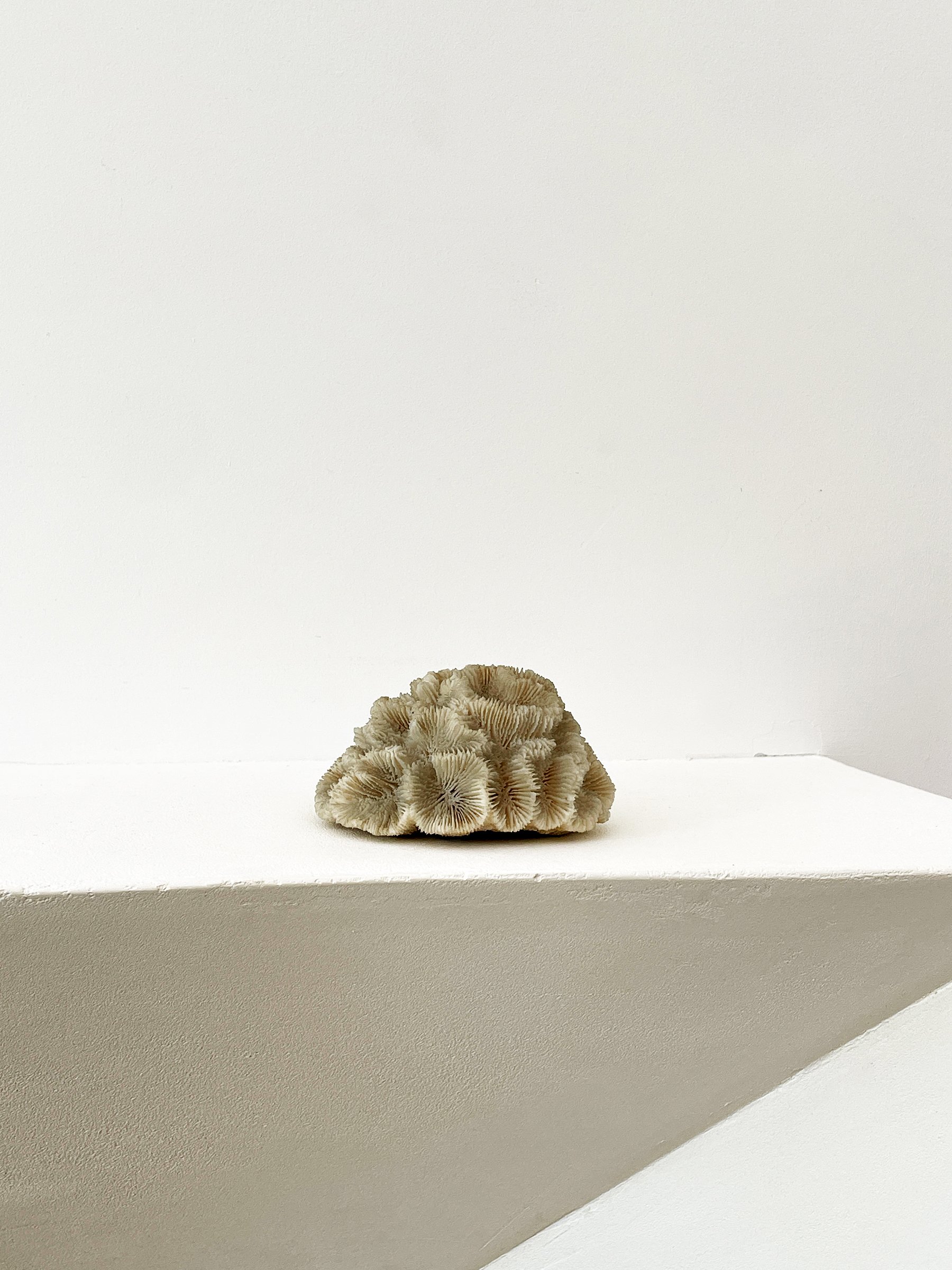MATERIA-ANTIQUES-CORAL-RELEASE-2.jpg