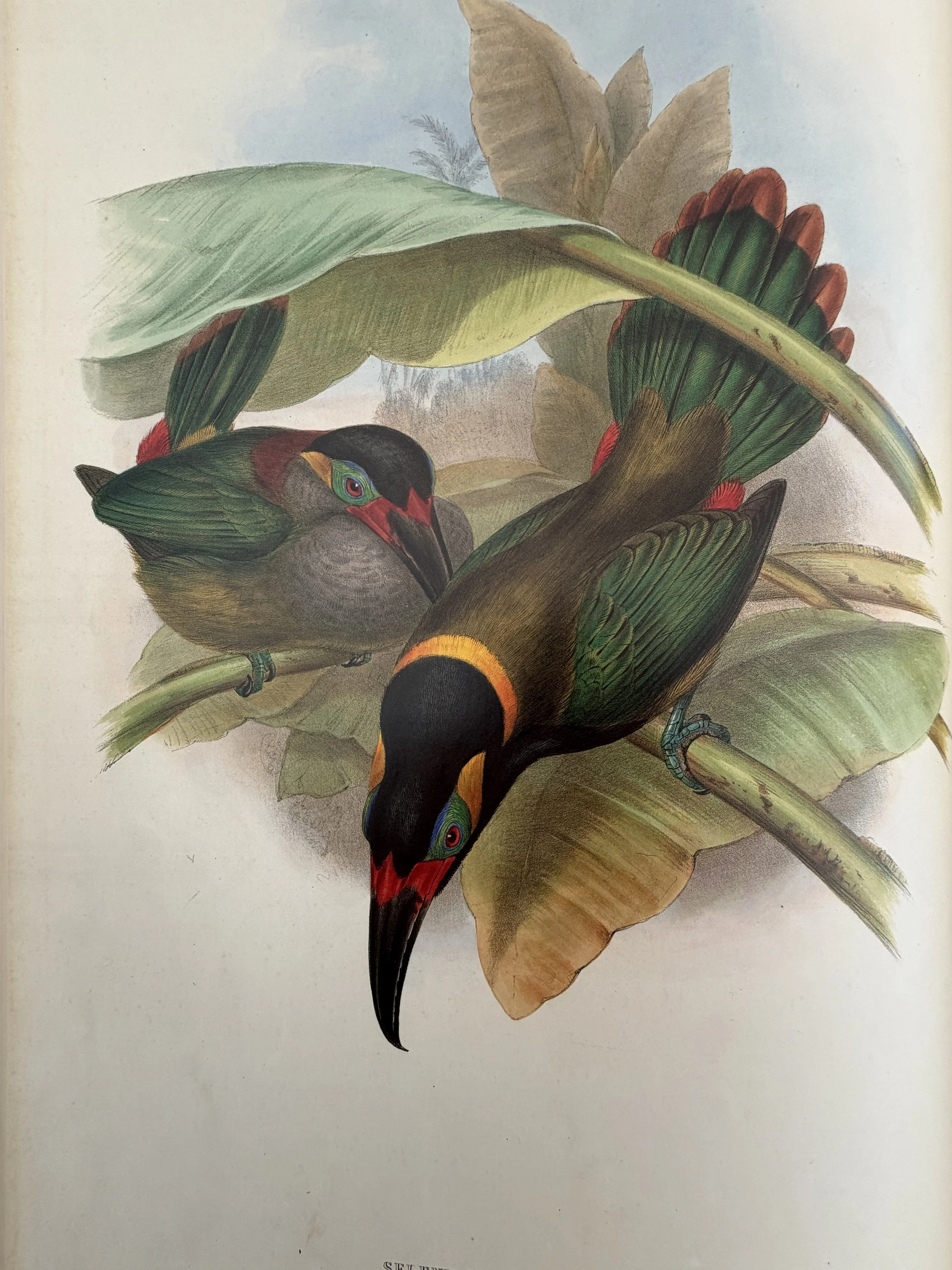 MATERI(A)NTIQUES LARGE FORMAT BOOK FROM BRITISH MUSEUM OF NATURAL HISTORY "TOUCANS".6.jpg