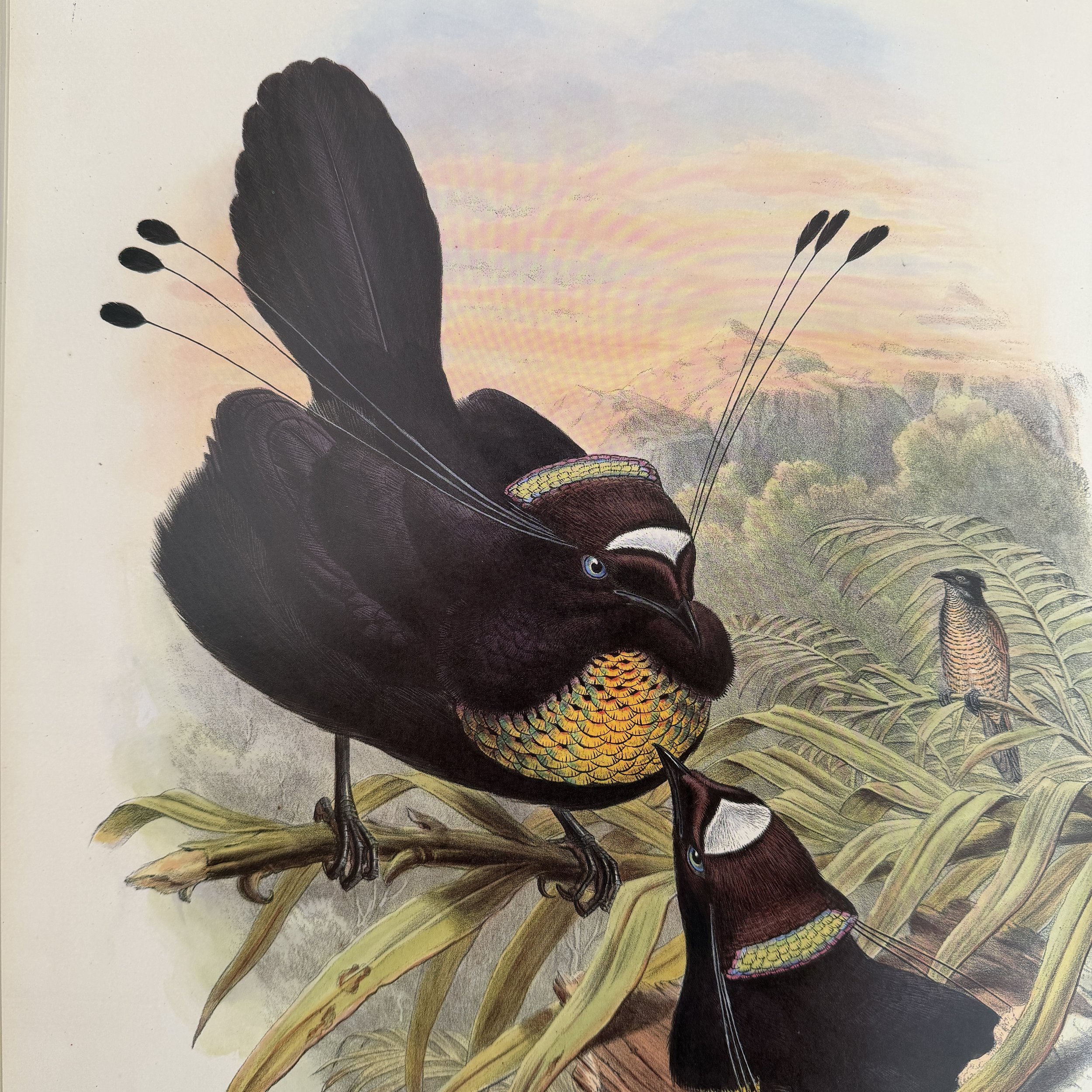 MATERI(A)NTIQUES LARGE FORMAT BOOK FROM BRITISH MUSEUM OF NATURAL HISTORY "BIRDS OF NEW GUINEA".10.jpg