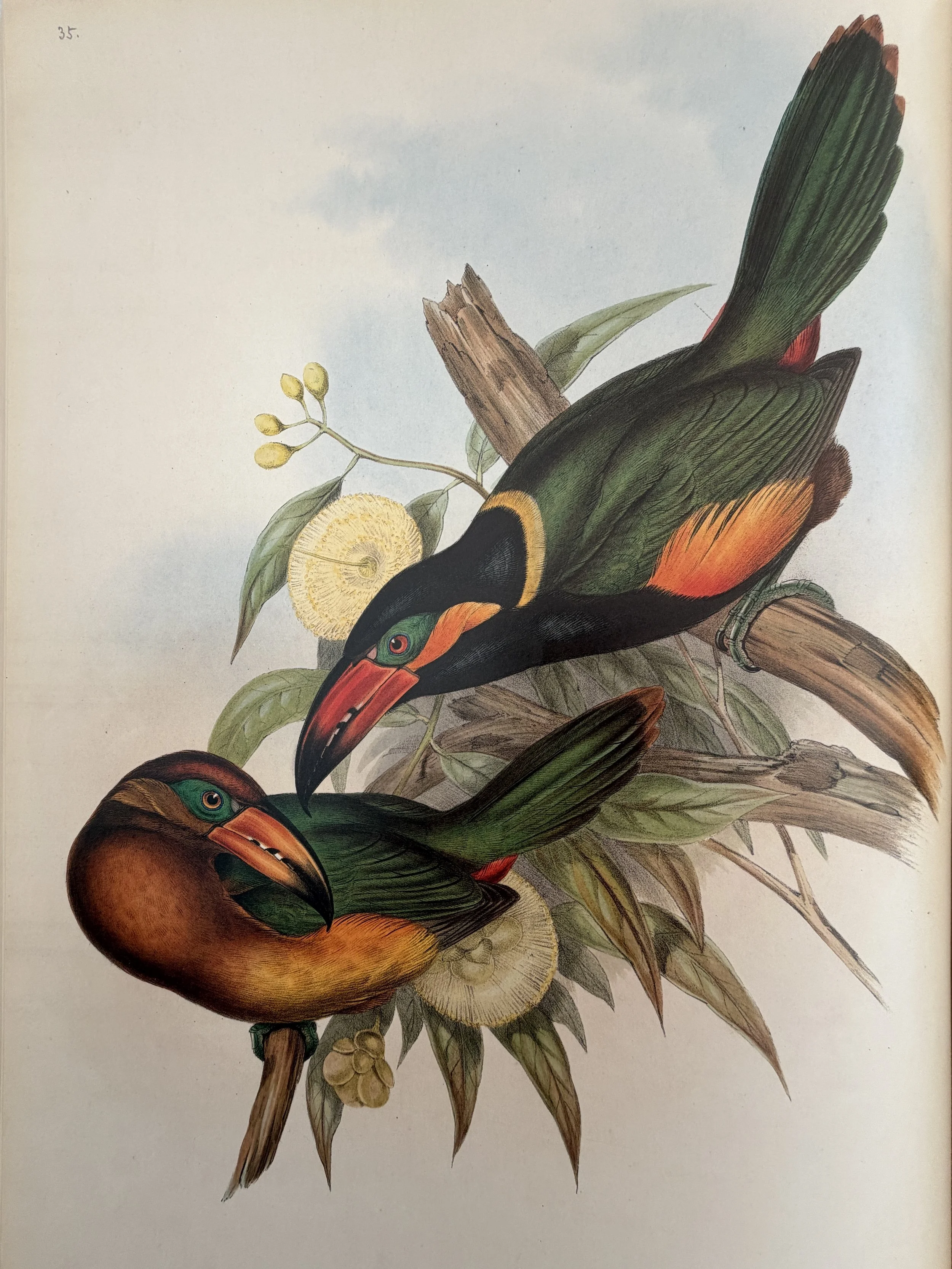 MATERI(A)NTIQUES LARGE FORMAT BOOK FROM BRITISH MUSEUM OF NATURAL HISTORY "TOUCANS".7.jpg
