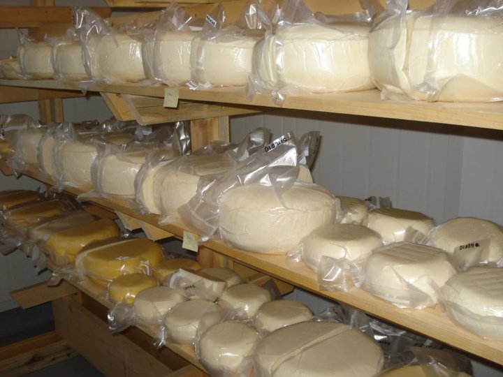 Vacuum sealed cheese wheels in the aging room. Held for 2-3 months at 10-12 degrees in the aging rooms.
