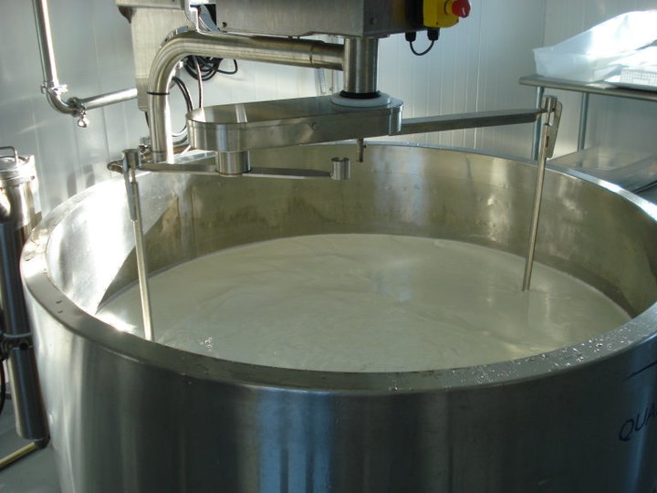  Adding cultures/rennet to the milk while stirring. 