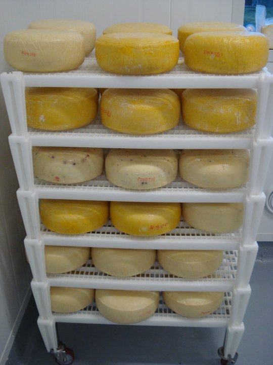 Natural rinded cheese wheels in the aging room.