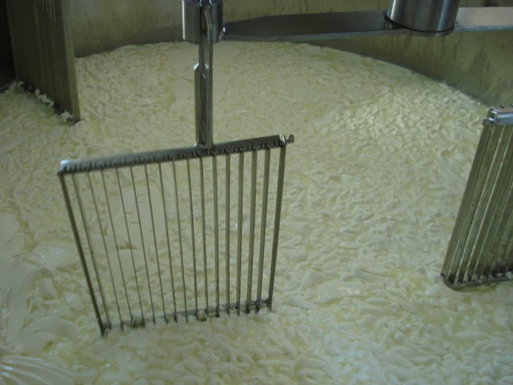  Cutting the curd with knives. 