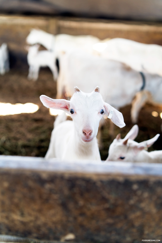 Milner-Valley-Cheese-Goat-Portrait.jpg