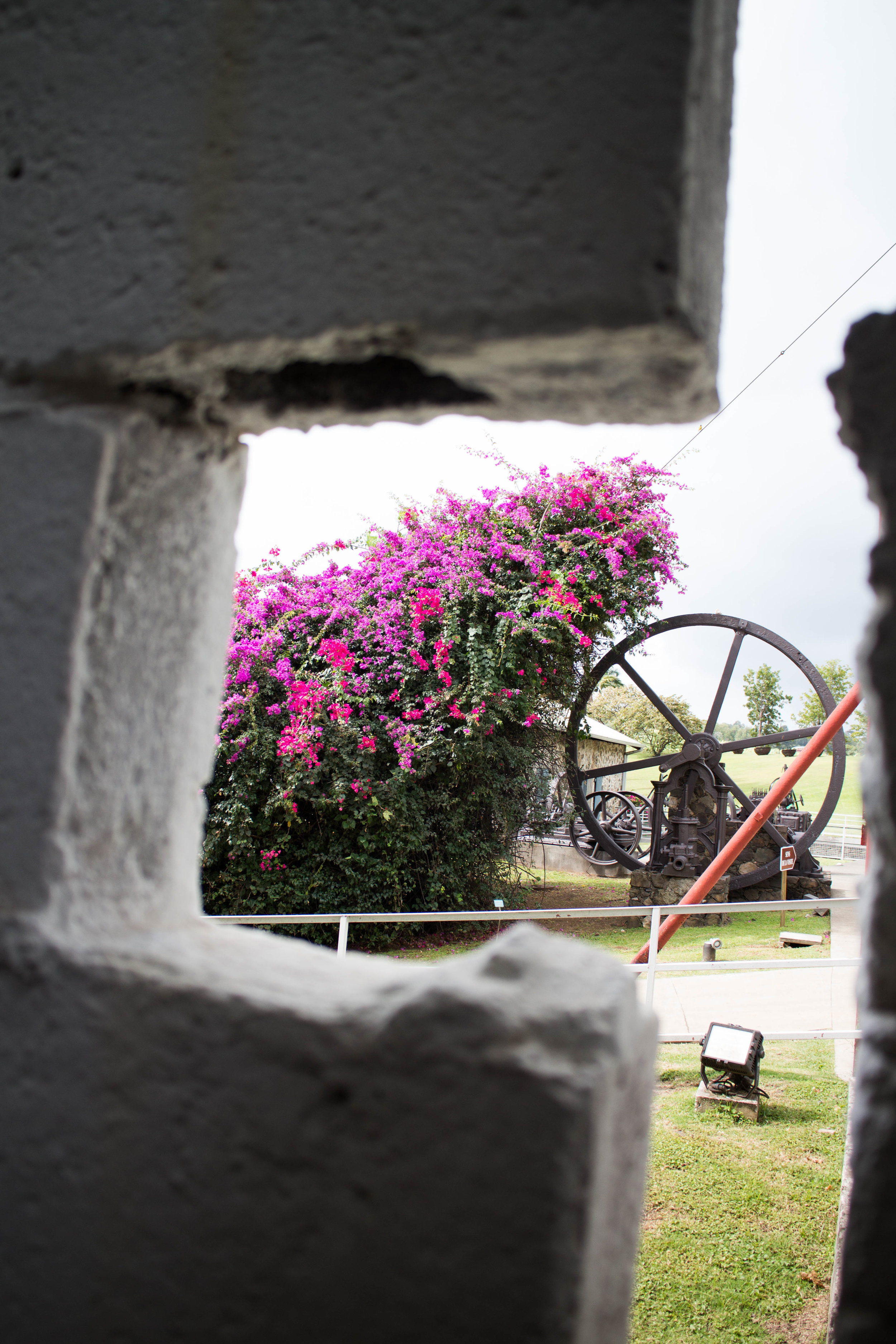 Peeking through the open air construction of the old distillery building