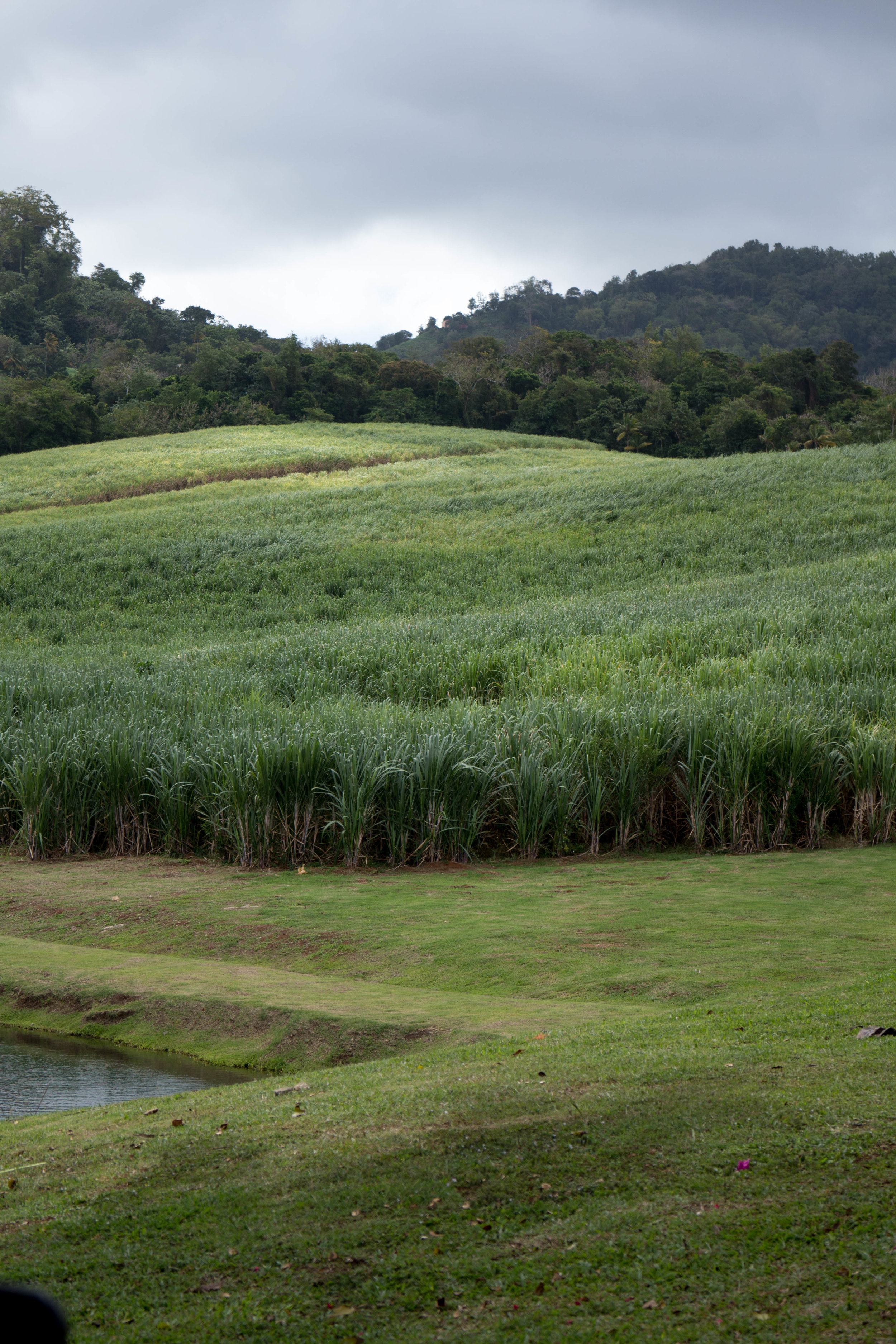 Cane on the Clément estate