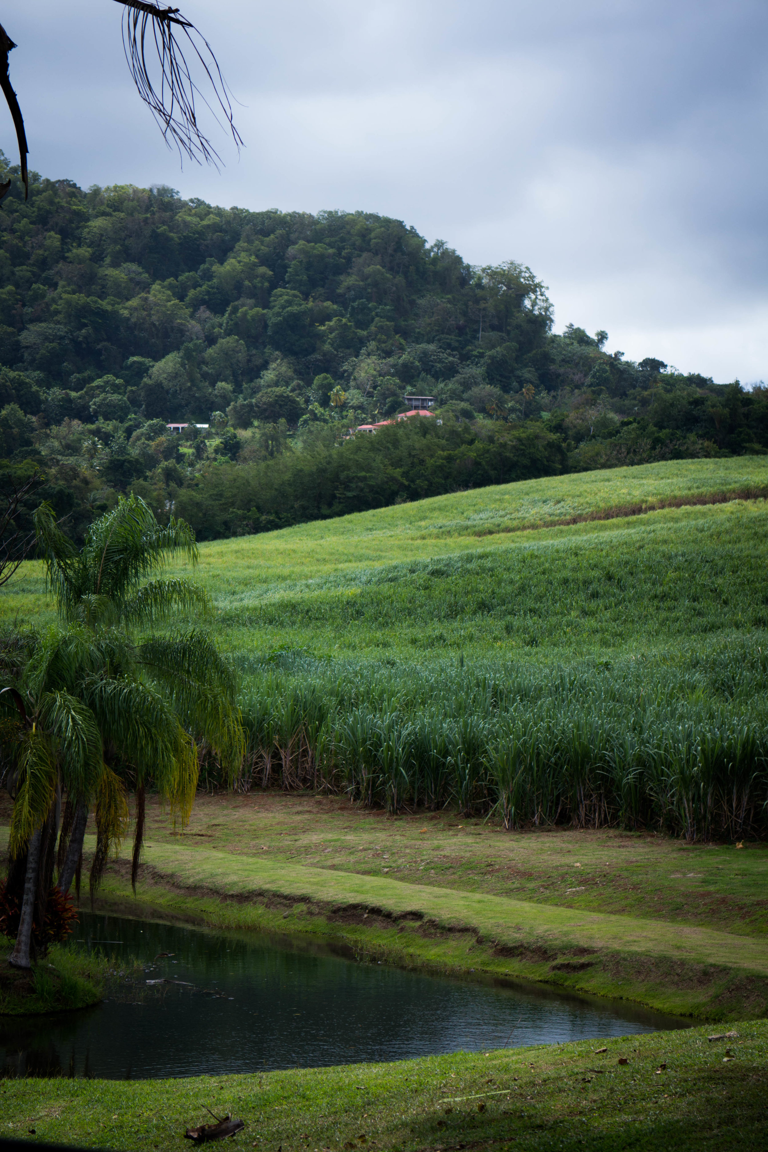 Cane field adjacent to Habitation Clément