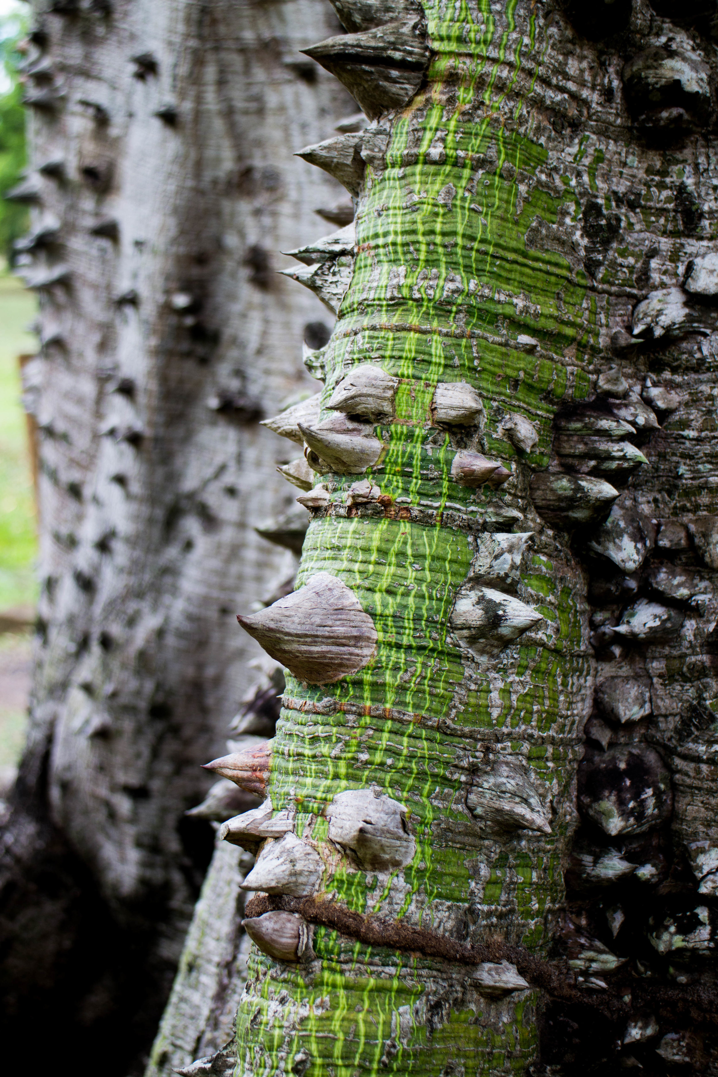 Floss-silk tree, Clément Botanical Gardens