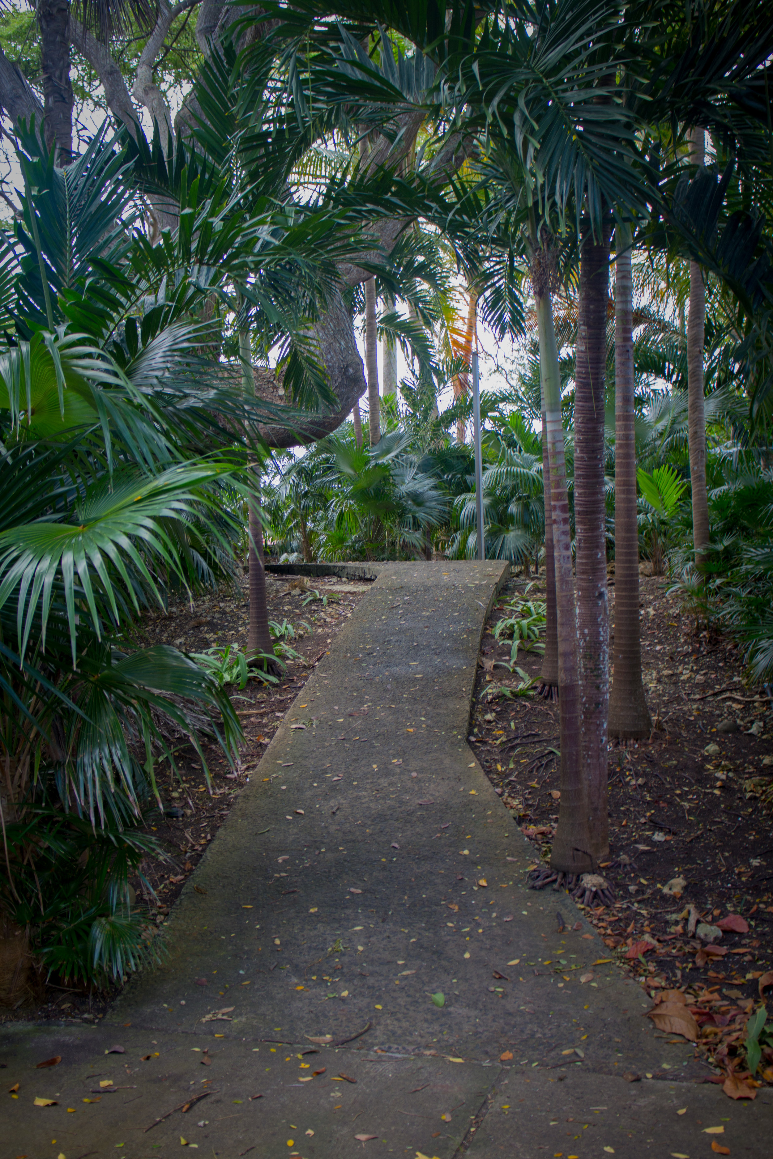 Path up to M. Damoiseau's residence