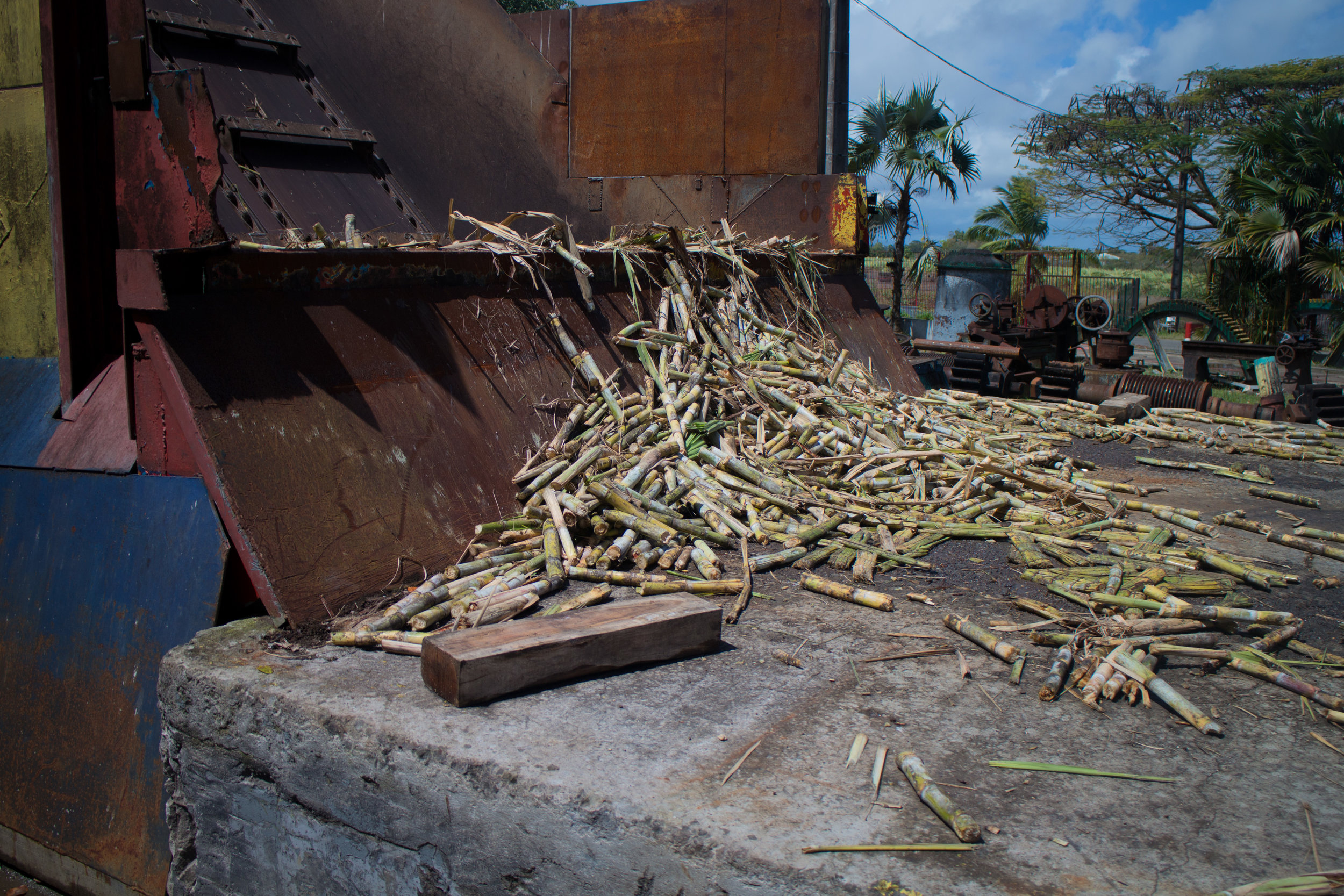 Cane remnants at the end of the day