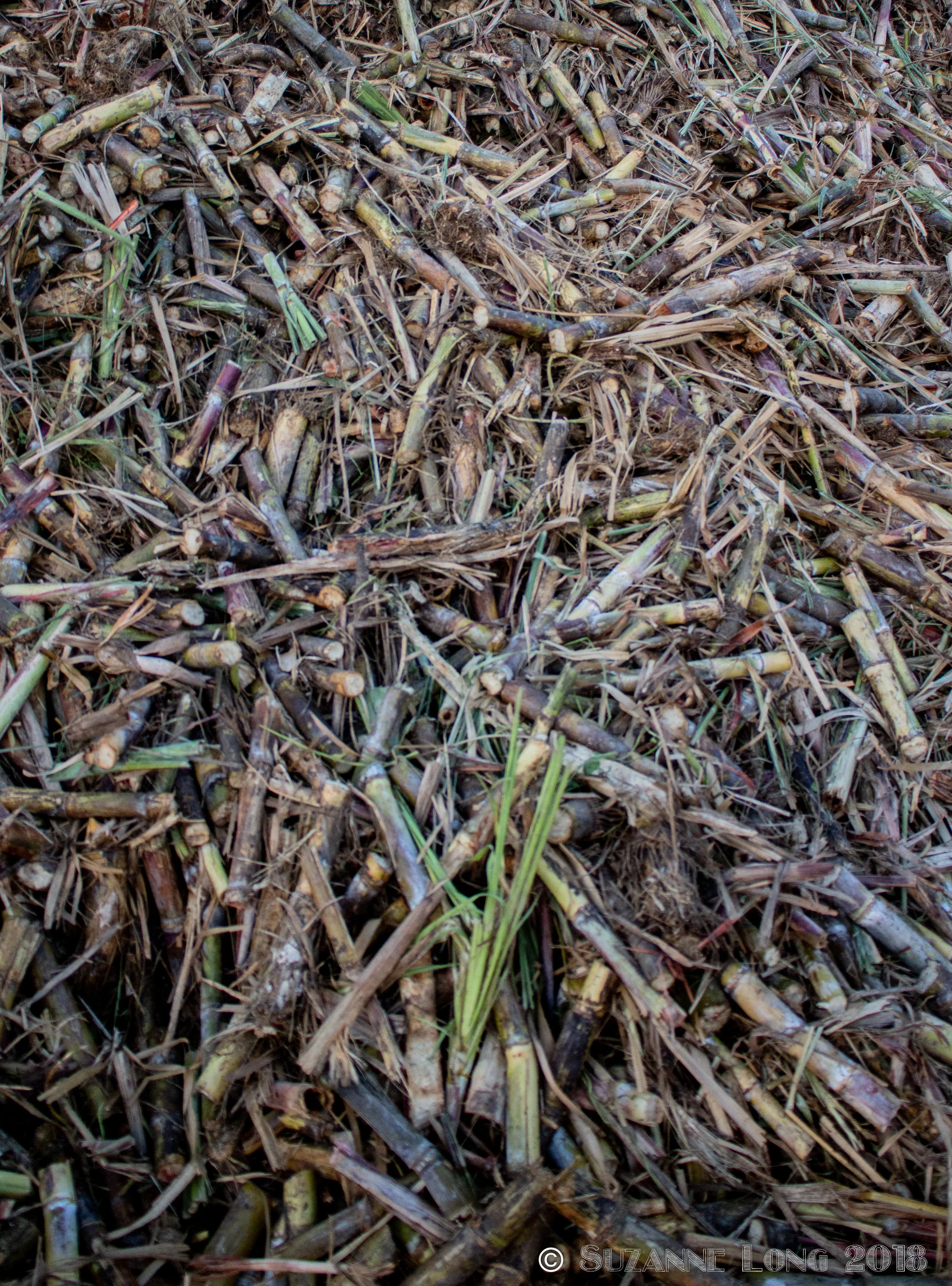 Machine cut cane waiting to be crushed at Simon