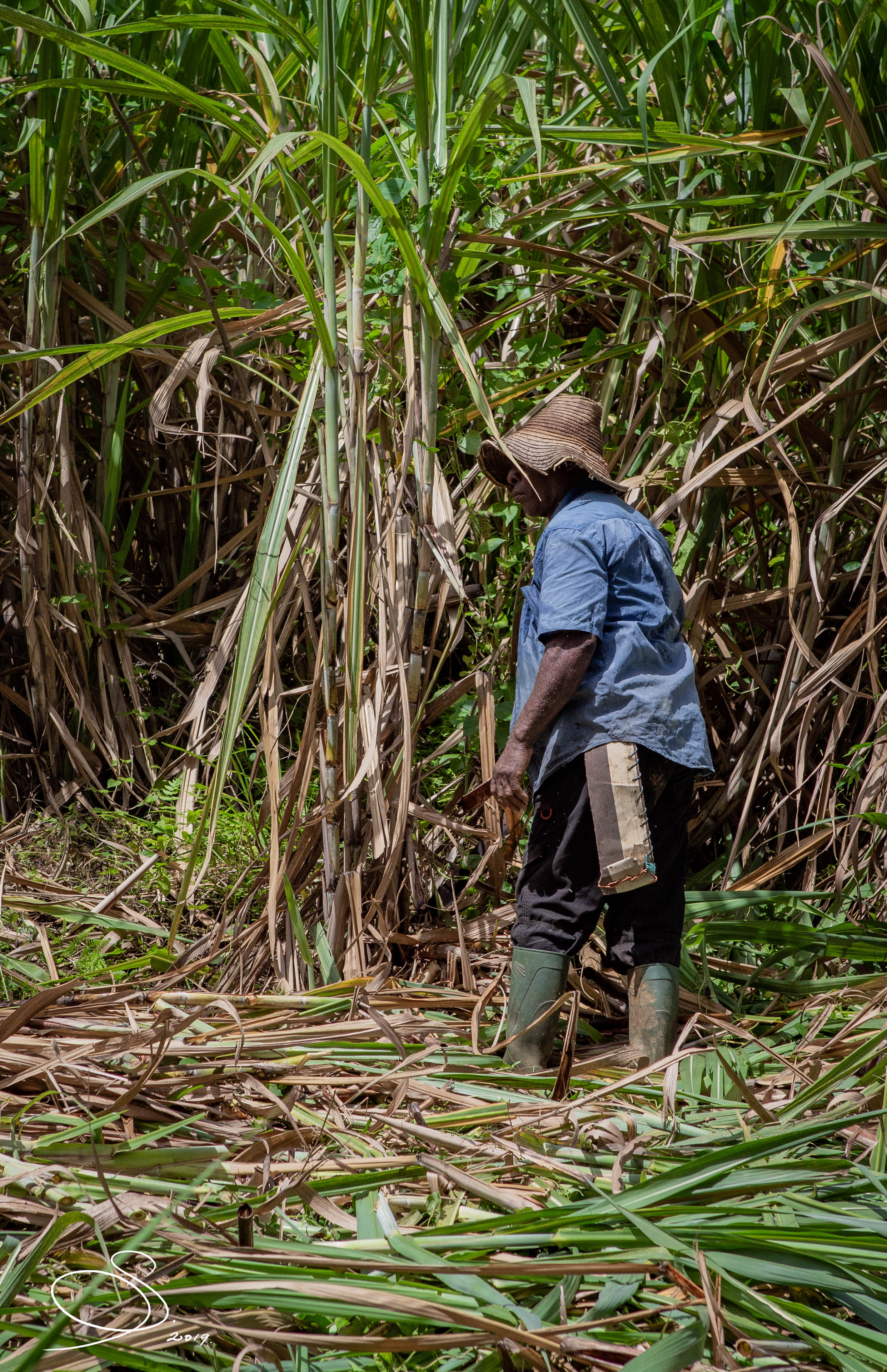 Cane cutter in the La Favorite fields