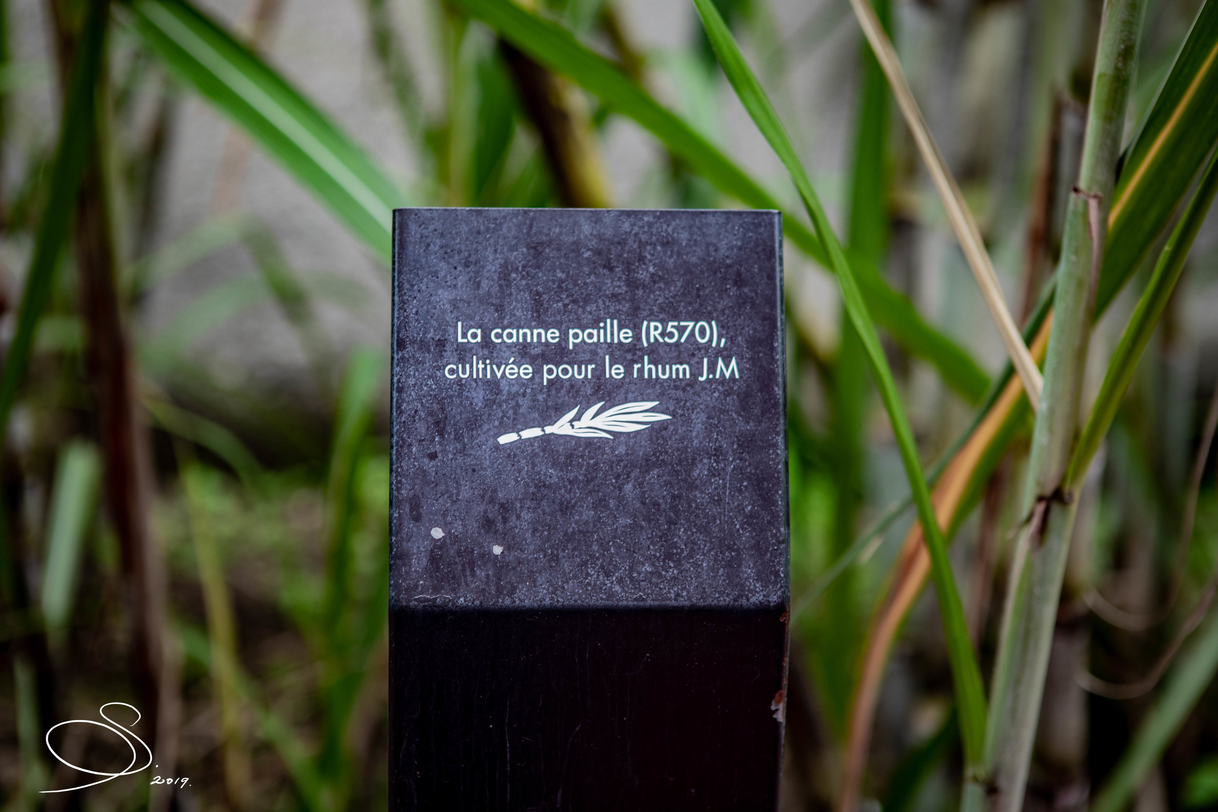 La canne paille