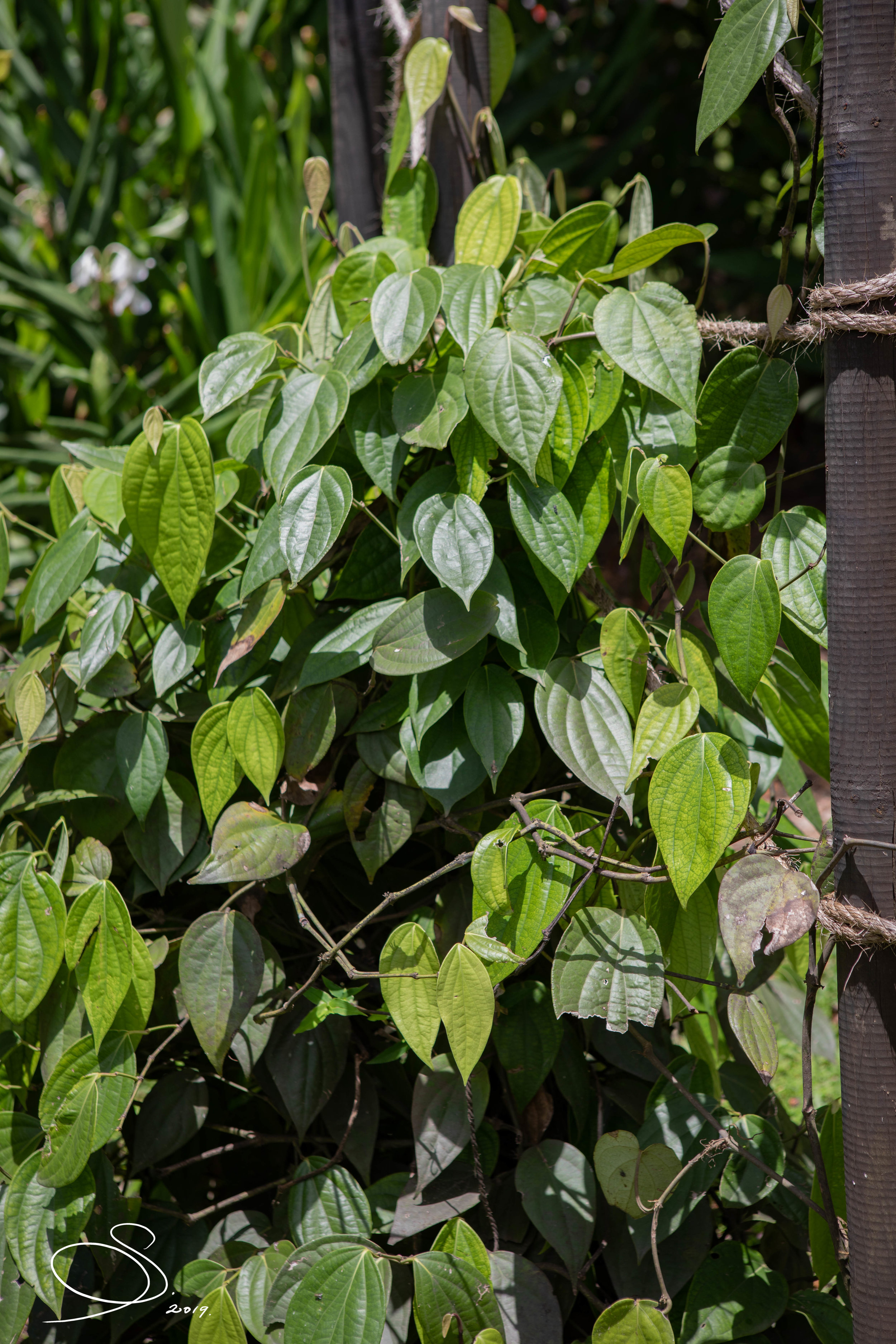 Black pepper plant