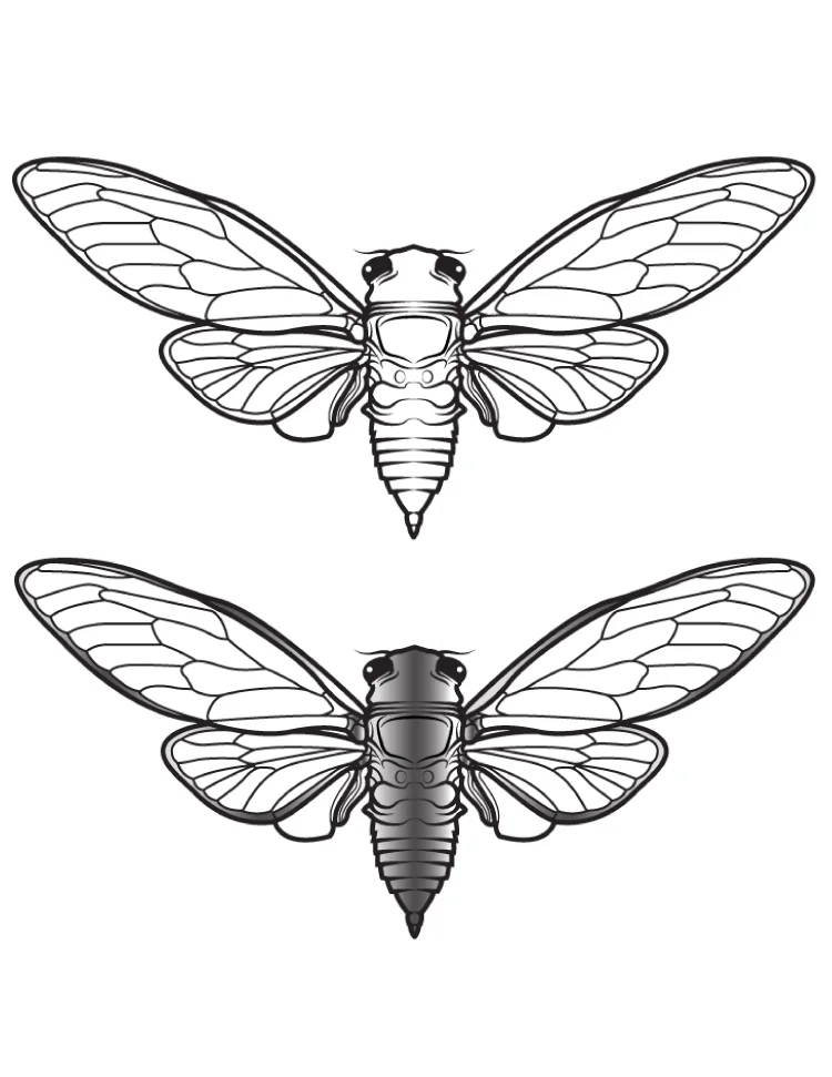 FINAL-FLY-PIN-copy-copy.jpg