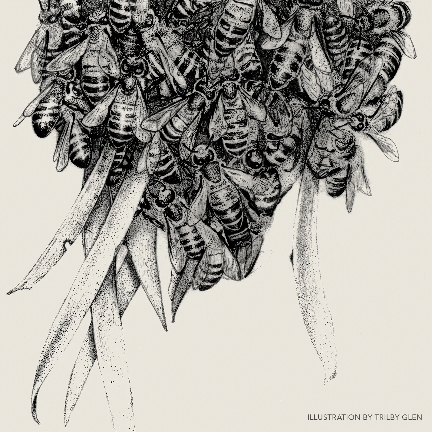 TRILBY_BEES001.jpg
