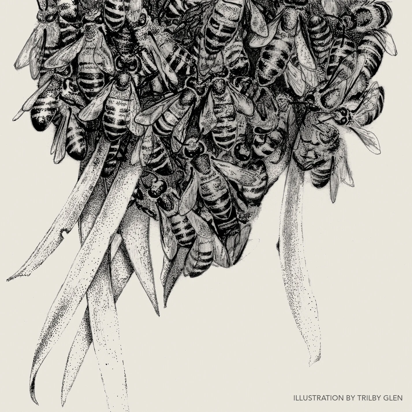 TRILBY_BEES001.jpg