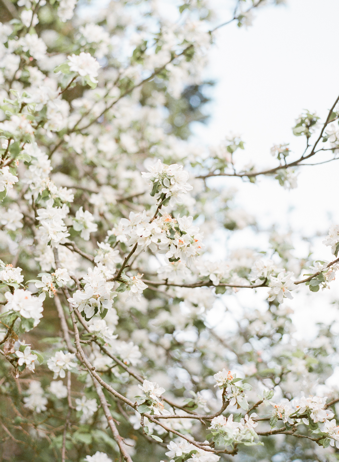 Cherry Blossom on Film, Jacqueline Anne Photography Captured on Film, A Woman in a Cream Dress, holding gardening books