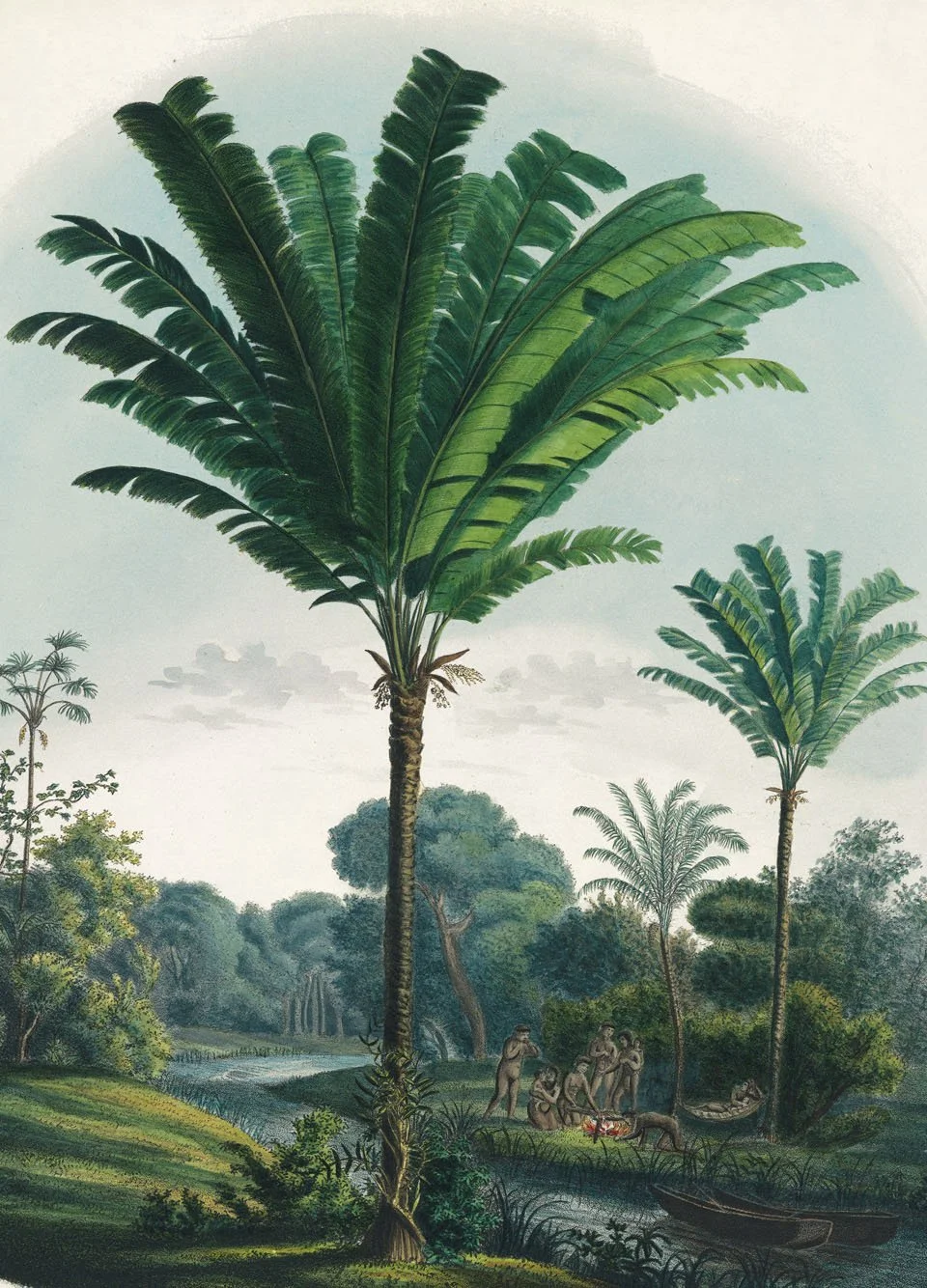 ARECOIDEAE (Betelpalmenähnliche) Manicaria saccifera Gaertn. / Desmoncus orthacanthos Mart. Brasilien, beim Kanal Igarapé Der Nachdruck der Historia Naturalis Palmarum erfolgte auf Grundlage des Exemplars der Universitäts- und Landesbibliothek Bonn. Copyright: TASCHEN, Köln / Universitäts- und Landesbibliothek Bonn