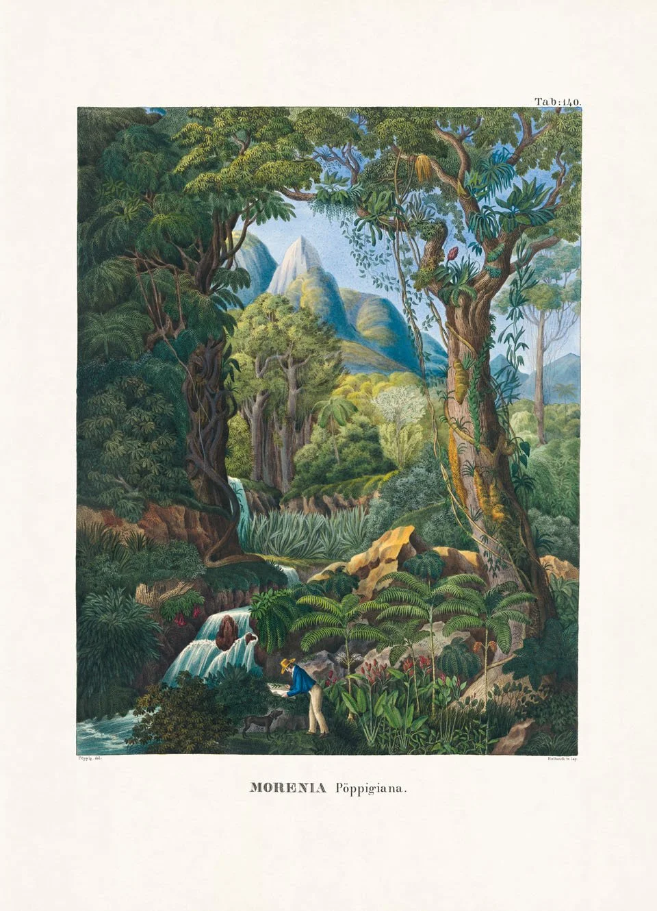 ARECOIDEAE (Betelpalmenähnliche) Chamaedorea linearis (Ruiz & Pav.) Mart. Peru, bei Cuchero Der Nachdruck der Historia Naturalis Palmarum erfolgte auf Grundlage des Exemplars der Universitäts- und Landesbibliothek Bonn. Copyright: TASCHEN, Köln / Universitäts- und Landesbibliothek Bonn
