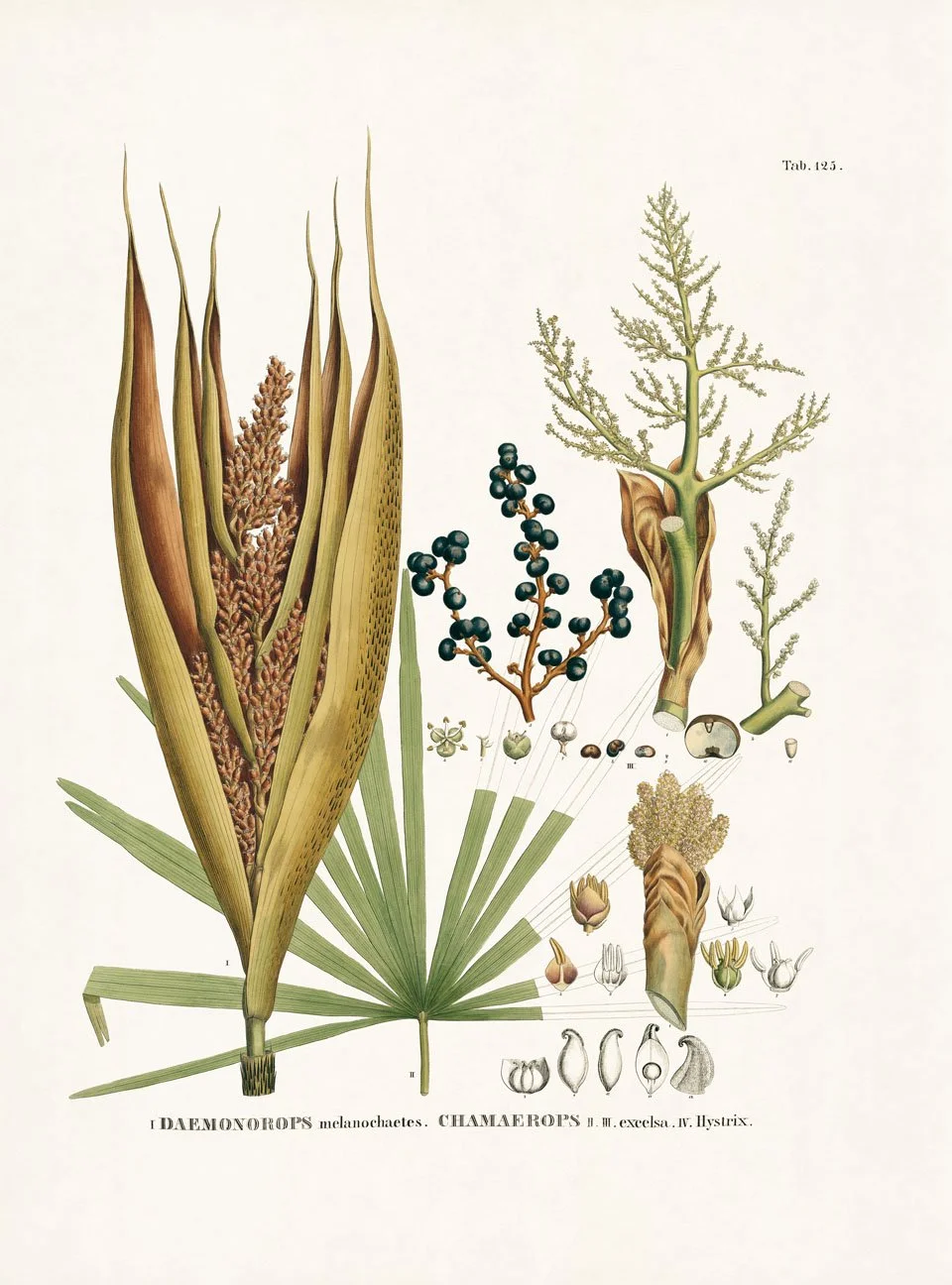 CALAMOIDEAE (Rotangpalmenähnliche) Fig. 1 Daemonorops melanocha