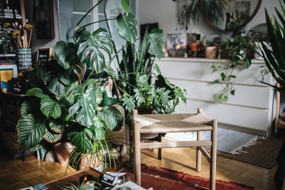 Plantstory+Igor+Josif_9.jpg