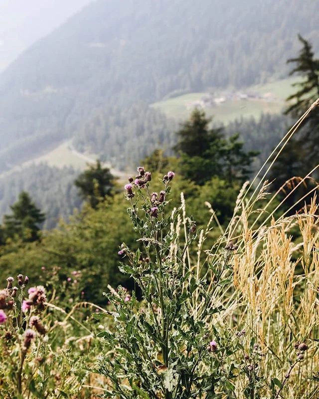 Hiking in @visitsouthtyrol #altoadige #southtyrol #hiking #travel #italy #view #mountains #naturephotography #forest🌲 #panorama #rushdarlington