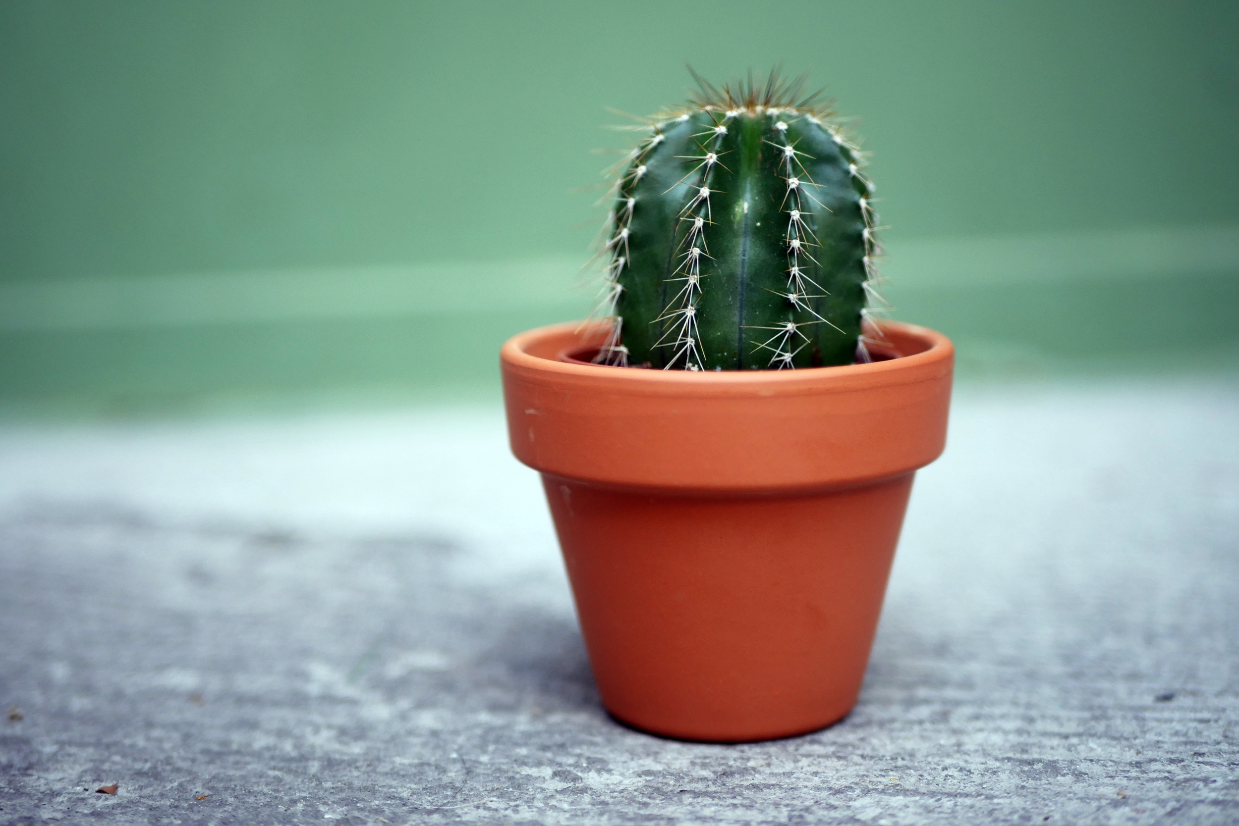 cactustiny.png