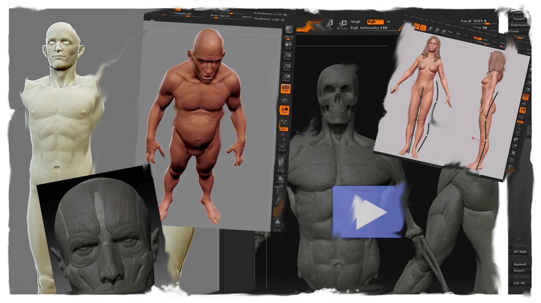AnatomyCollection_02.jpg