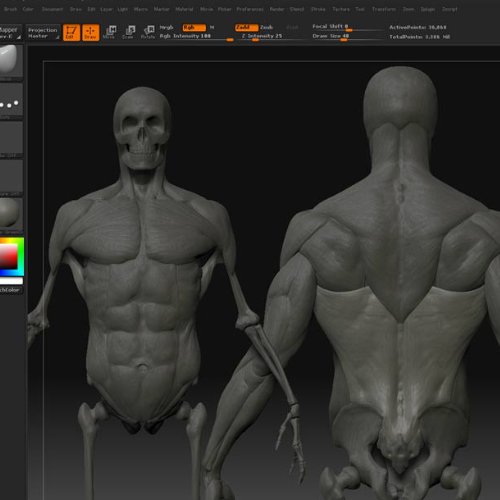 SKELETON MUSCLES ANATOMY VIDEO