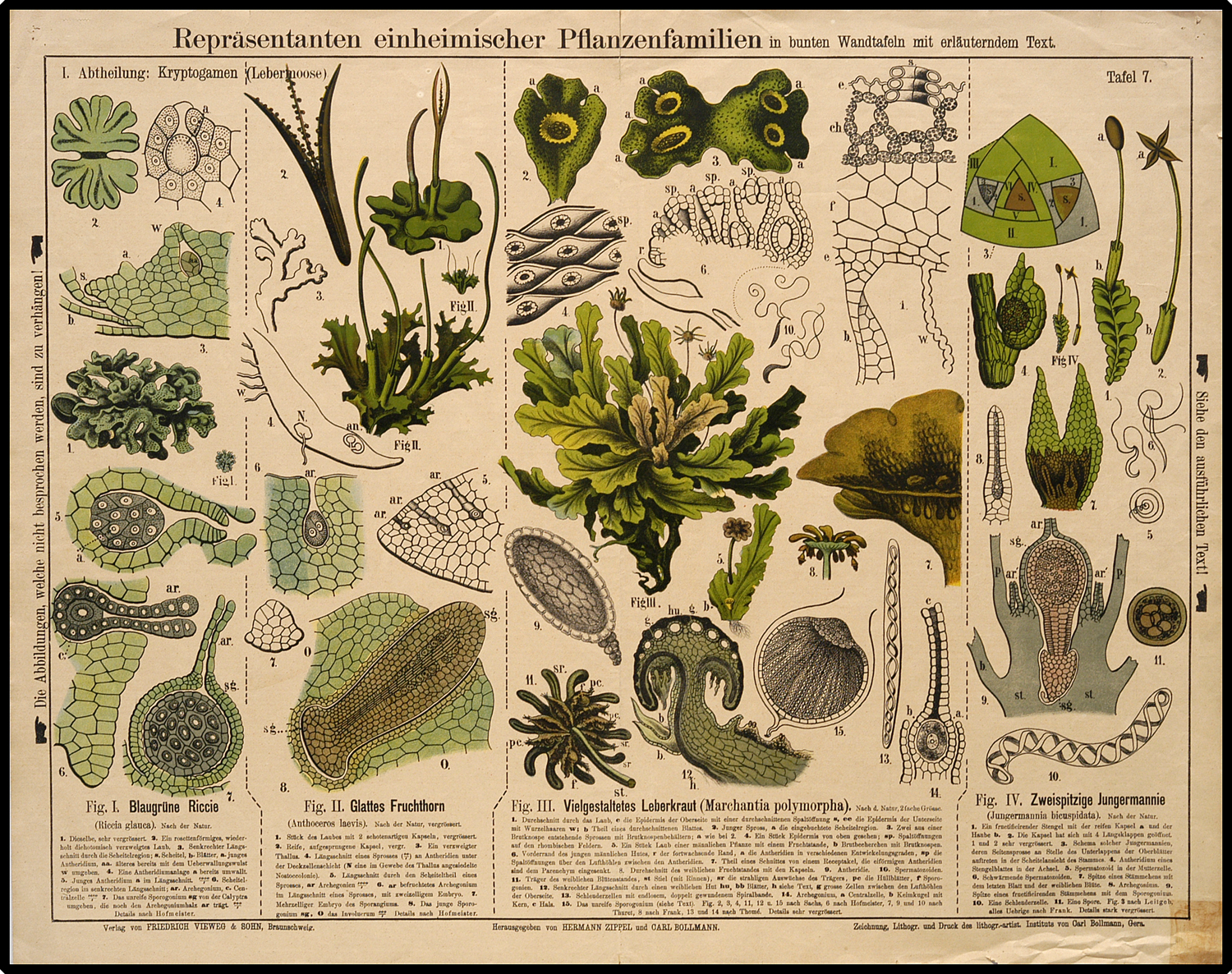 Liverworts and hornworts