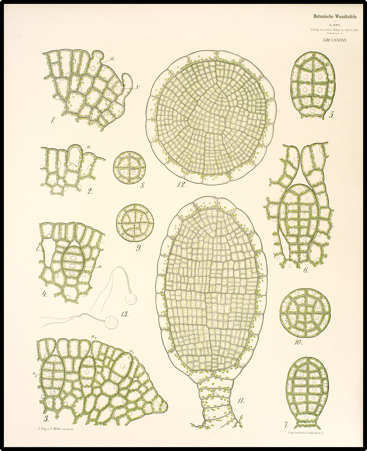 Sporangia