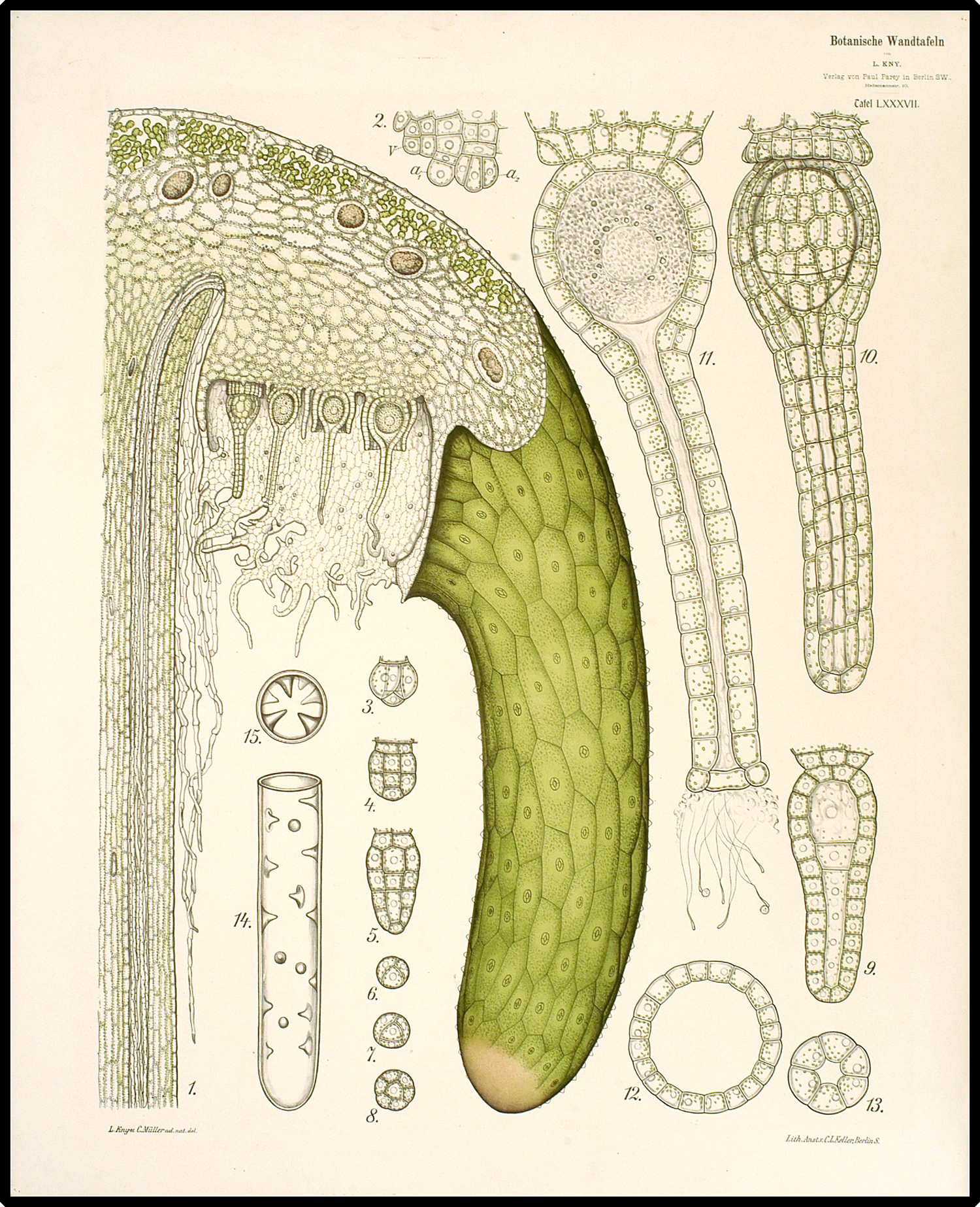 Female gametangia